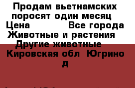 Продам вьетнамских поросят,один месяц › Цена ­ 3 000 - Все города Животные и растения » Другие животные   . Кировская обл.,Югрино д.